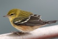 Bay-breasted Warbler
