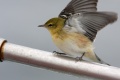 Bay-breasted Warbler