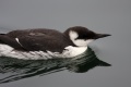 Common Murre