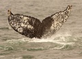 Humpback Whale