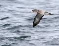 Pink-footed Shearwater