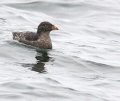 Rhinocerous Auklet