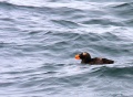 Tufted Puffin