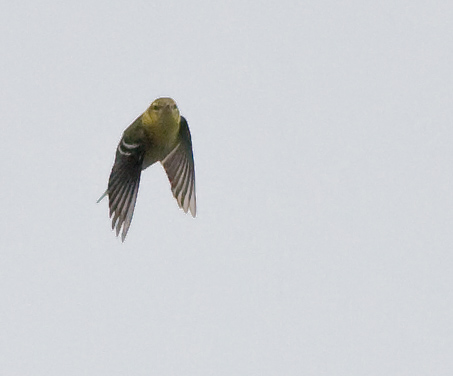 Bay-breasted Warbler