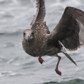 Western Gull