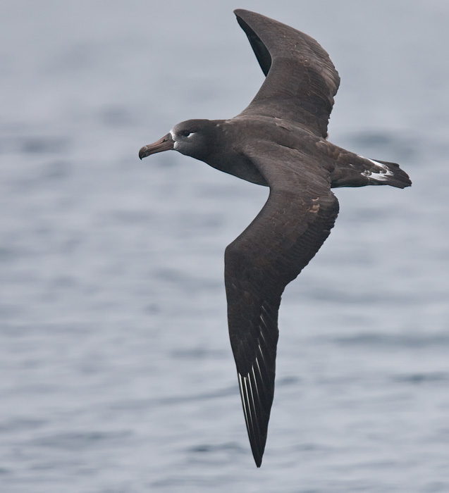 Black-footed Albatross