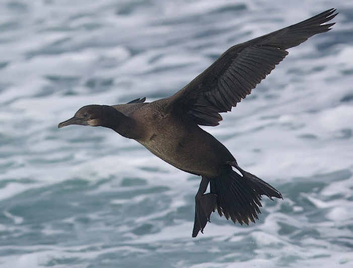 Brandt's Cormorant