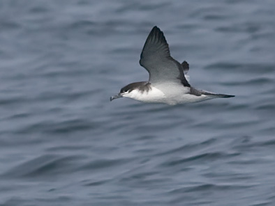 Buller's Shearwater