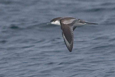 Buller's Shearwater