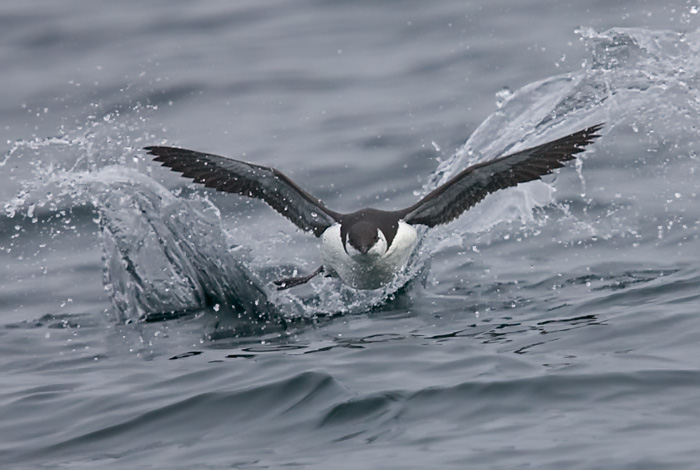 Common Murre