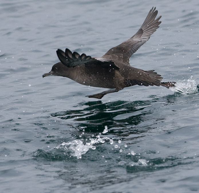 Sooty Shearwater