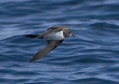 Ashy Storm-Petrel