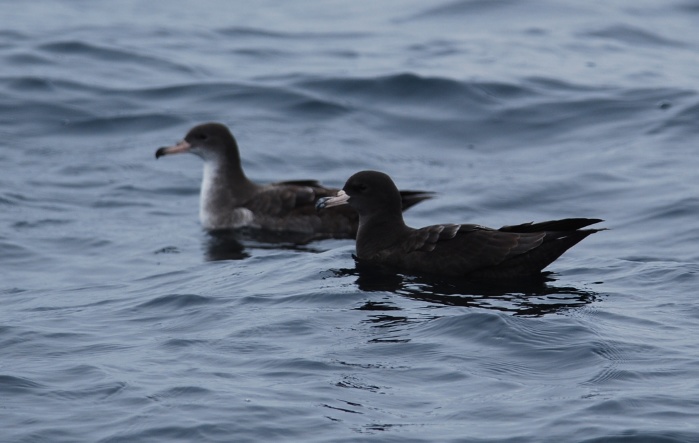 Pink-footed & Flesh-footed Shearwaters