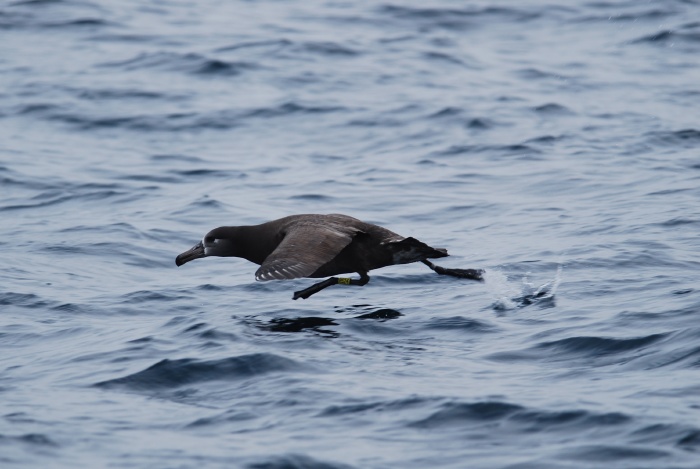 Black-footed Albatross