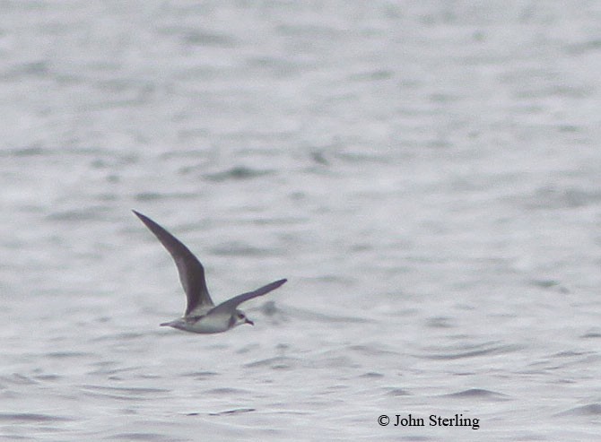 Cook's Petrel