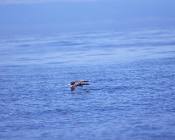 Short-tailed Albatross copyright John Sorenson